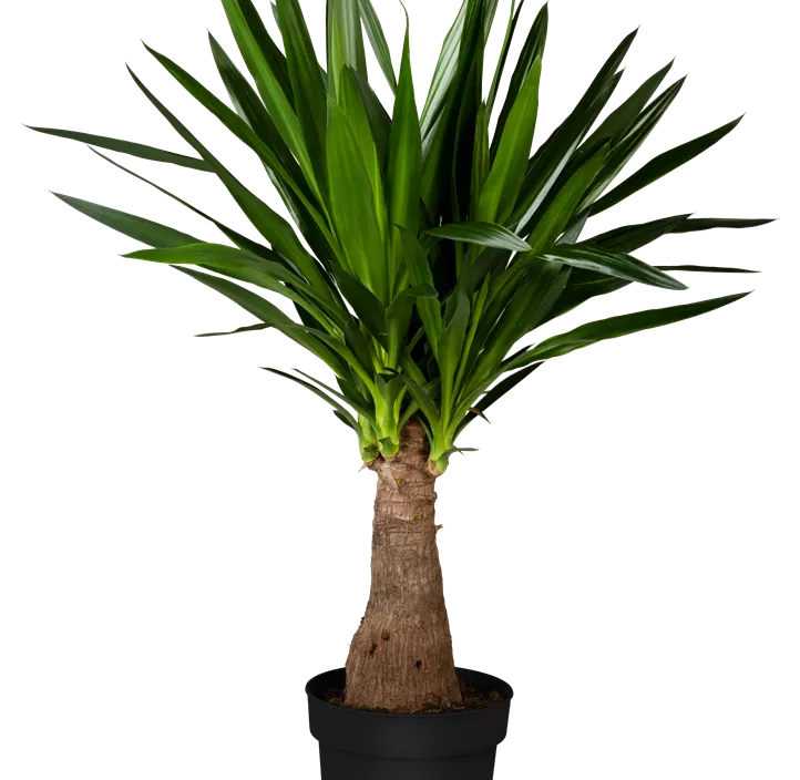 Palmlilie 'Maya Tree' Palmlilie 'Maya Tree'