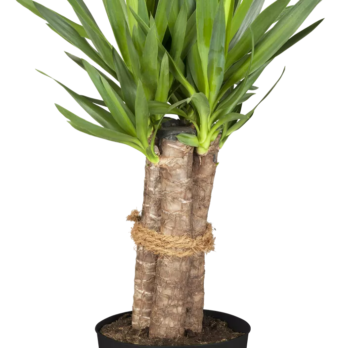 Riesen-Palmlilie Riesen-Palmlilie