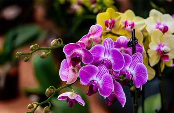 1681 (2) Orchideen-Vielfalt Die Phalaenopsis.jpg