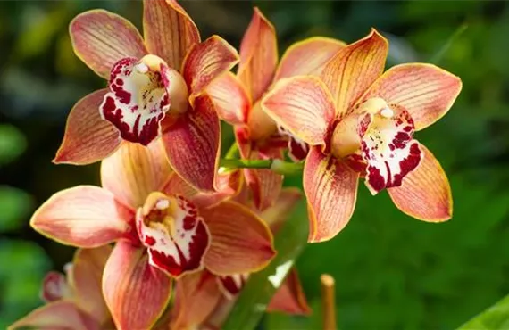 1681 (2) Orchideen-Vielfalt - Die Cymbidie.jpg