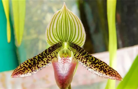 1681 (2) Orchideen-Vielfalt - Paphiopedilum.jpg