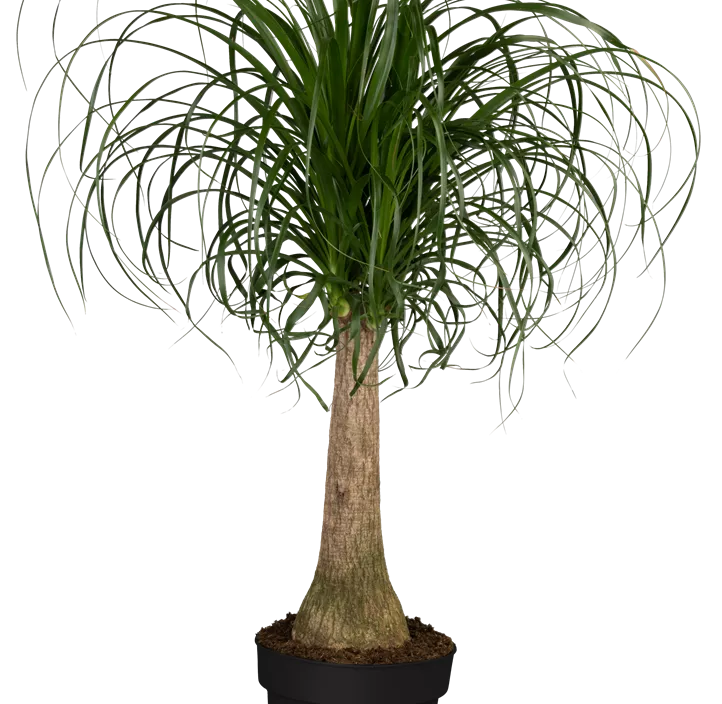 Elefantenfuß 'Maya' Elefantenfuß 'Maya'