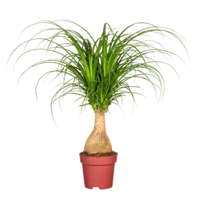 Beaucarnea beaucarnea Maya