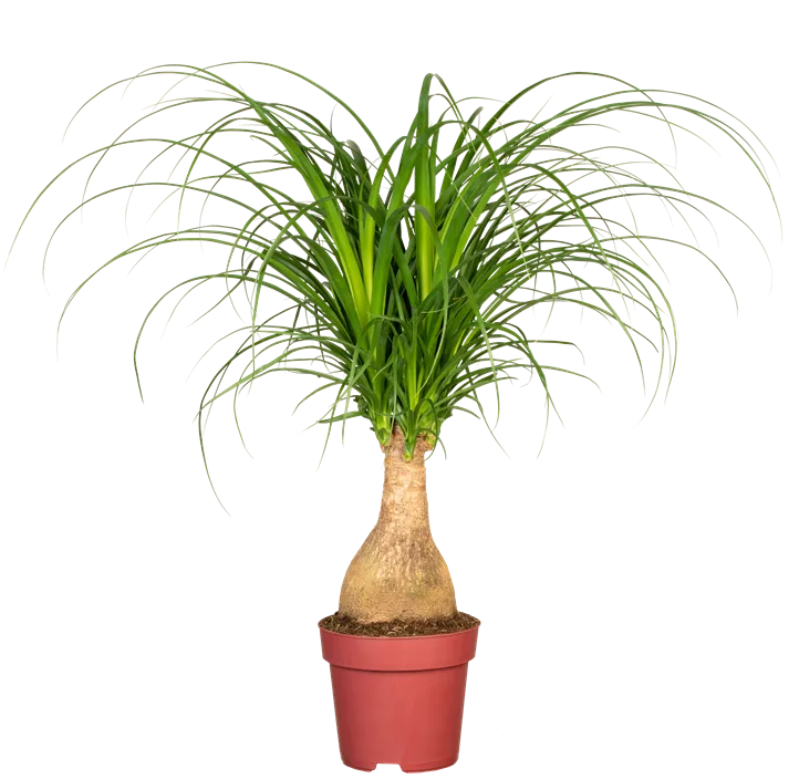 Elefantenfuß 'Maya' Elefantenfuß 'Maya'