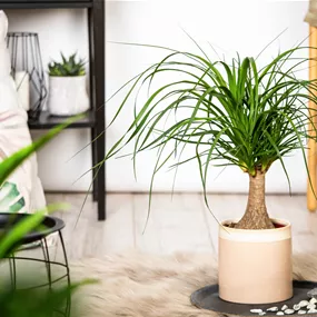 Beaucarnea beaucarnea Maya