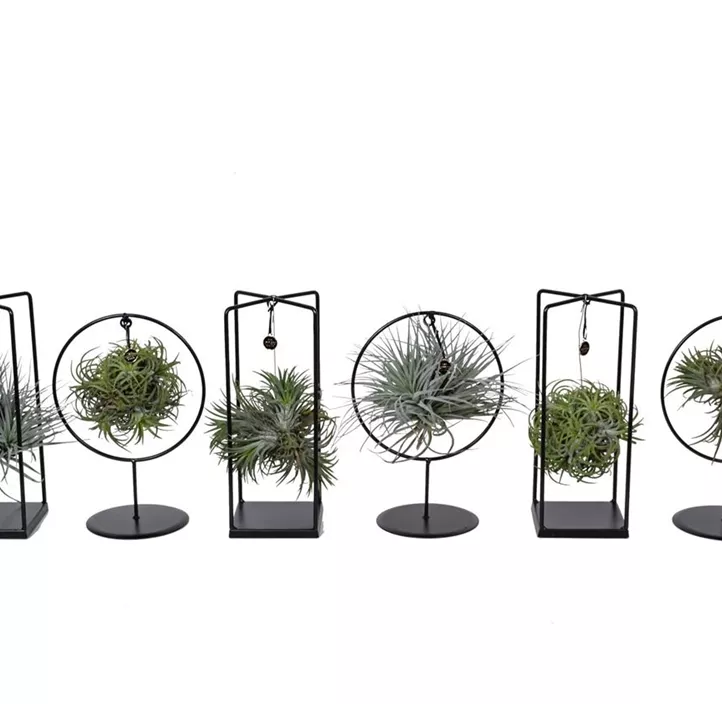 Tillandsia Cube / Ring mix Tillandsia Cube / Ring mix