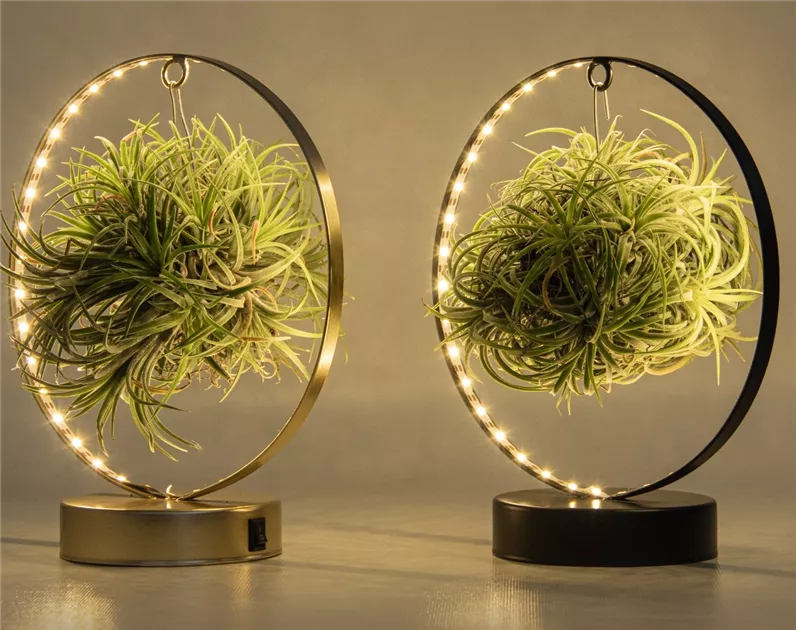 Tillandsia Led Edition - Bellaflora