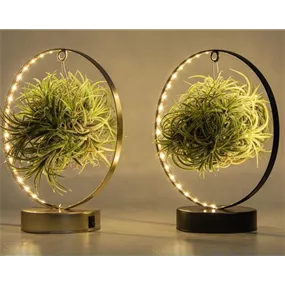 Tillandsia Led Edition