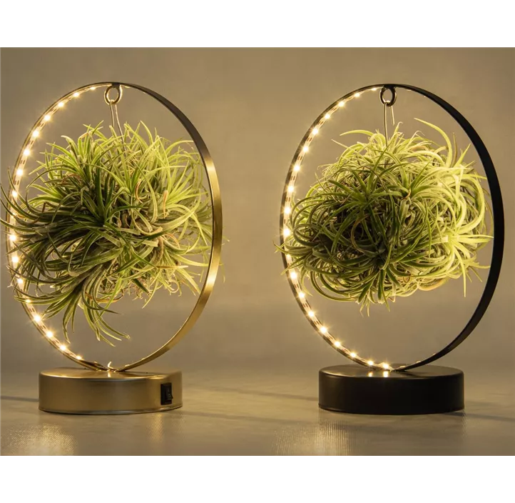Tillandsia Led Edition