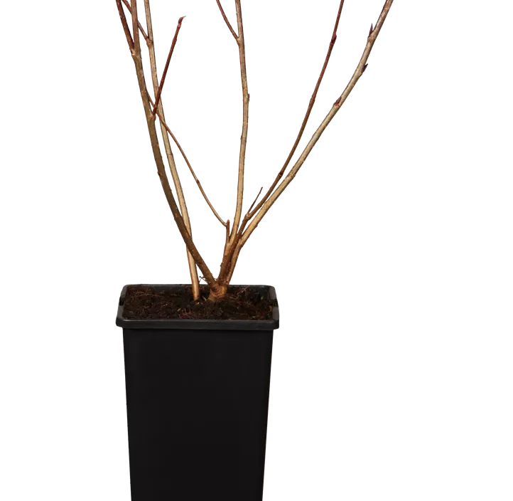 Schwarze Apfelbeere Schwarze Apfelbeere