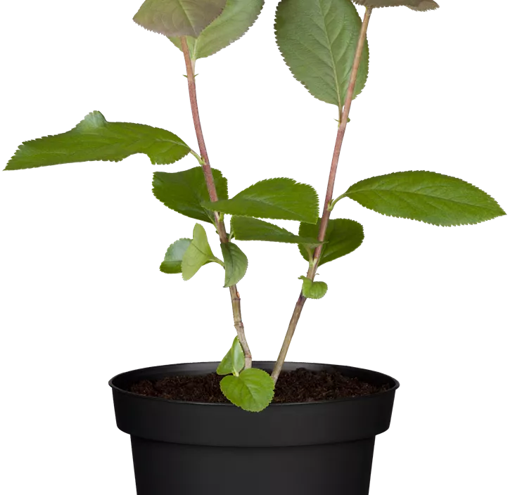 Schwarze Apfelbeere Schwarze Apfelbeere