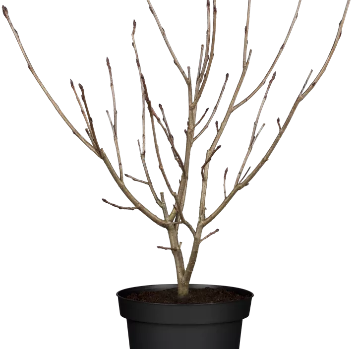 Schwarze Apfelbeere Schwarze Apfelbeere