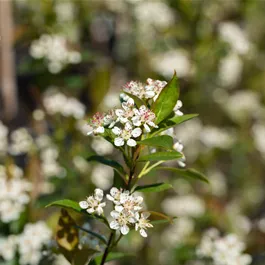 Aronia melanocarpa Fruchtsorte