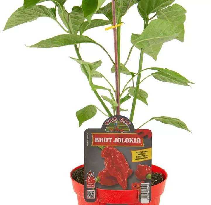 Chili 'Bhut Jolokia' Chili 'Bhut Jolokia'