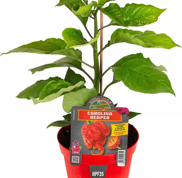 Chili 'Carolina Reaper' Chili 'Carolina Reaper'