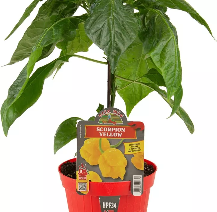 Chili 'gelber Scorpion' Chili 'gelber Scorpion'