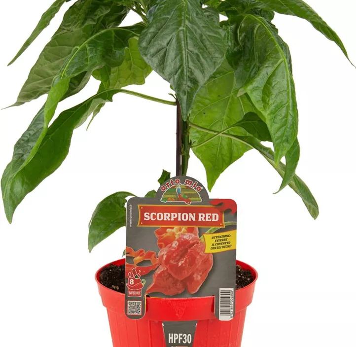 Chili 'Scorpion' Chili 'Scorpion'
