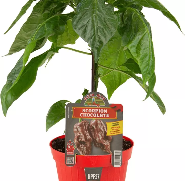 Chili Scorpion chocolate Chili Scorpion chocolate