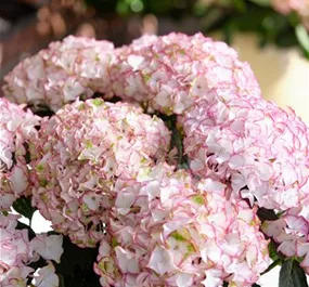 Hydrangea Hy-pe Original