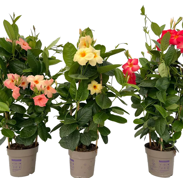 Mandevilla Mandevilla