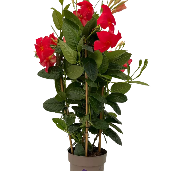 Mandevilla Mandevilla