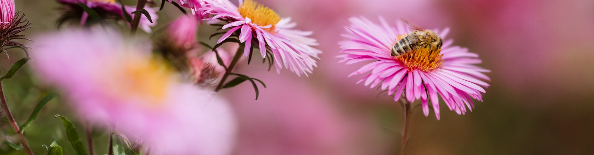 frühling_Schmetterling_3_eciRGB_8BIT_flat frühling_Schmetterling_3_eciRGB_8BIT_flat