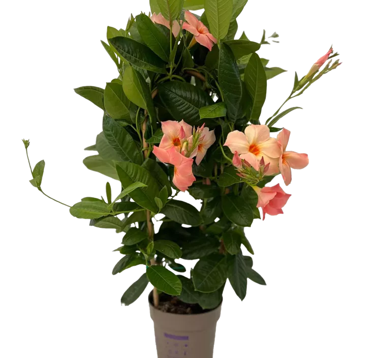 Mandevilla Mandevilla