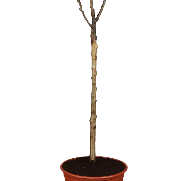 Gemeine Birne Gemeine Birne