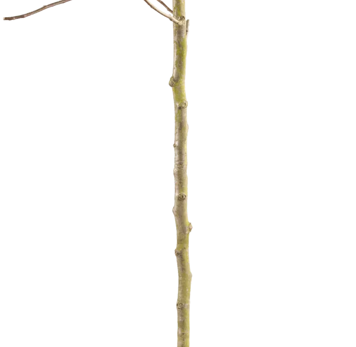 Gemeine Birne Gemeine Birne