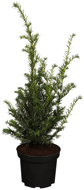 glanzmispel red robin strauch Glanzmispel 'Red Robin' kaufen – rote Hecke main image 1