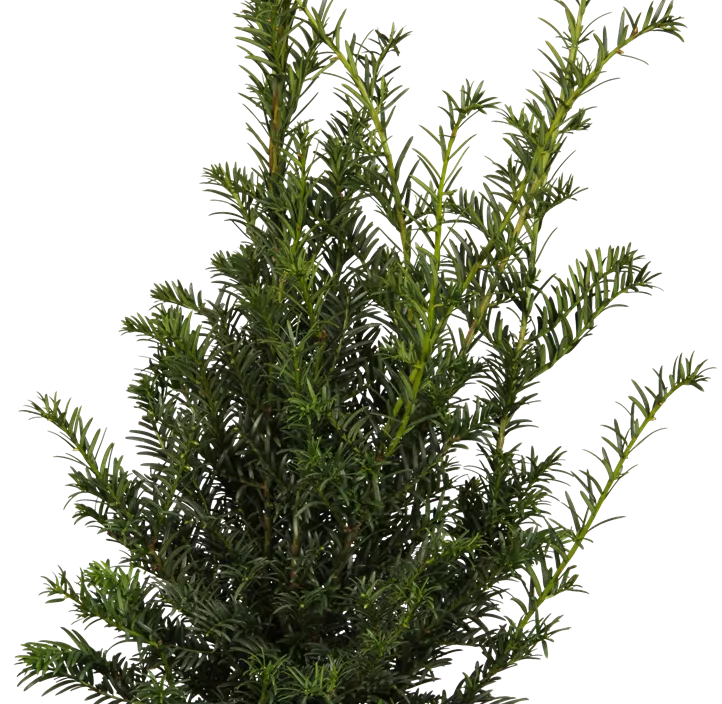 Eibe 'Höpken's Gigant' Eibe 'Höpken's Gigant'