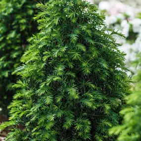 Taxus Höpkens Gigant