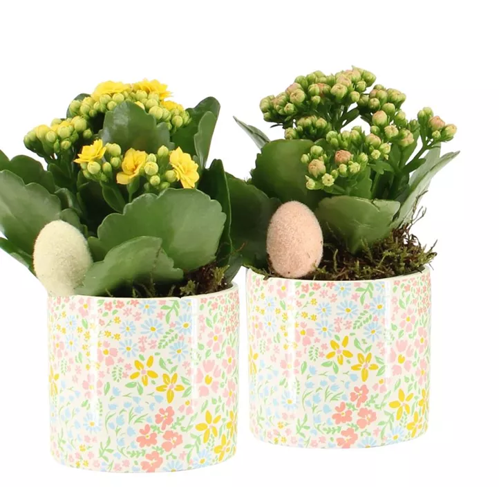 Blühendes Set Kalanchoe Floral Blühendes Set Kalanchoe Floral