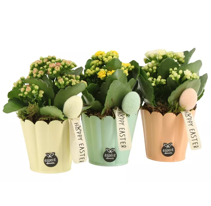 Blühendes Set Kalanchoe Frohe Ostern