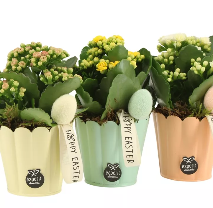 Blühendes Set Kalanchoe Frohe Ostern Blühendes Set Kalanchoe Frohe Ostern