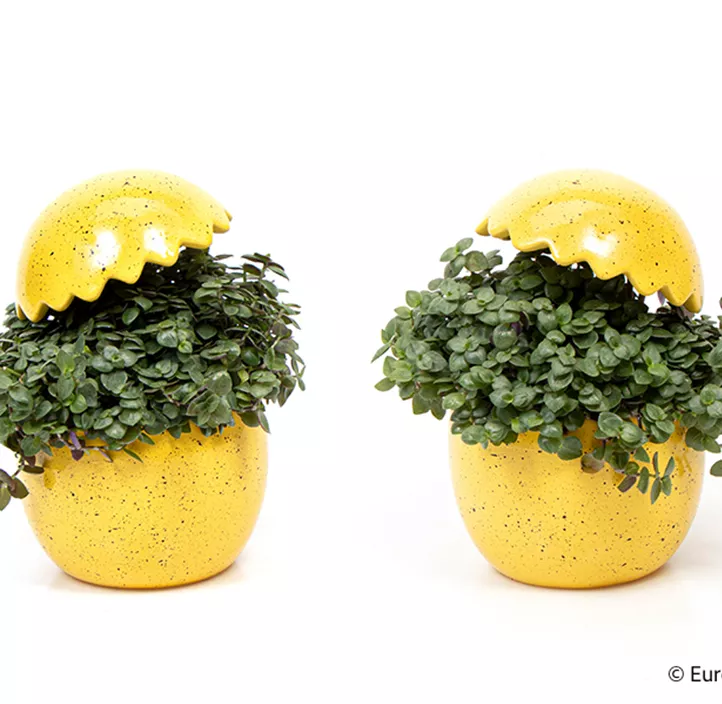 Schönpolster im Ei Schönpolster im Ei