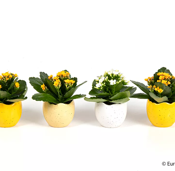 Flammendes Käthchen im Ei Flammendes Käthchen im Ei