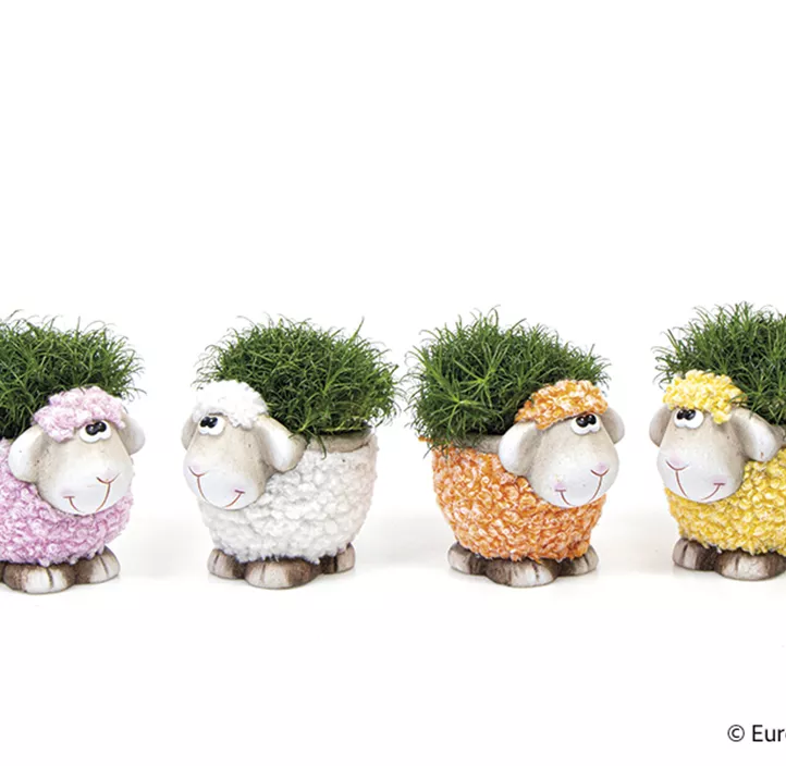 Mastkräuter im Schaf-Topf