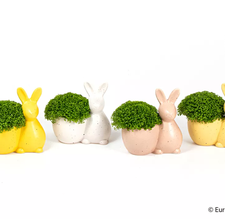 Moosfarn im Hasen-Topf Moosfarn im Hasen-Topf