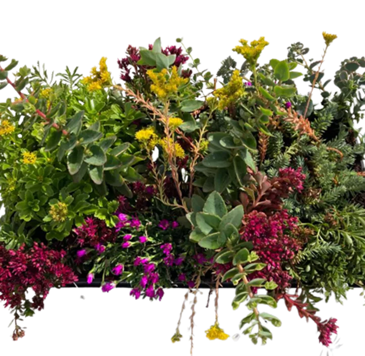 Sedummatten Sedummatten