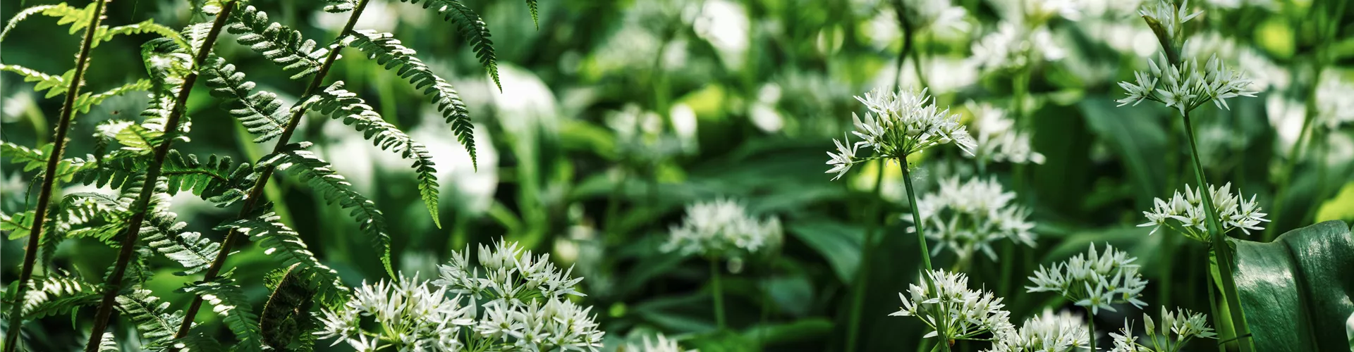 Am 28. März ist der Tag des Unkrauts - Bellaflora