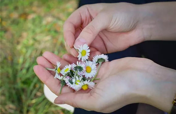 gänseblümchen-wildkräuter-hände.jpg