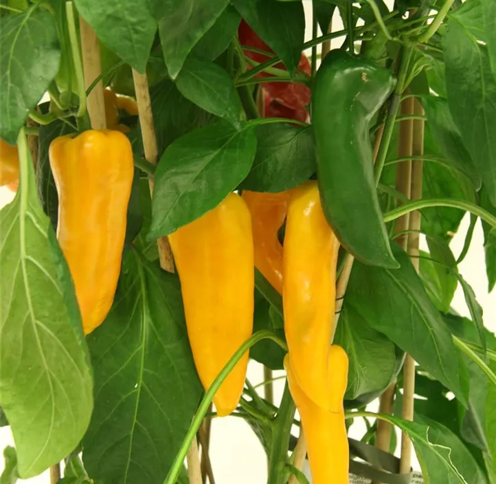 Paprika 'Corno giallo'