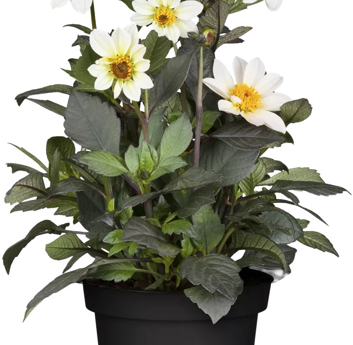 Einfach blühende Dahlie 'Happy Days Cream' Einfach blühende Dahlie 'Happy Days Cream'