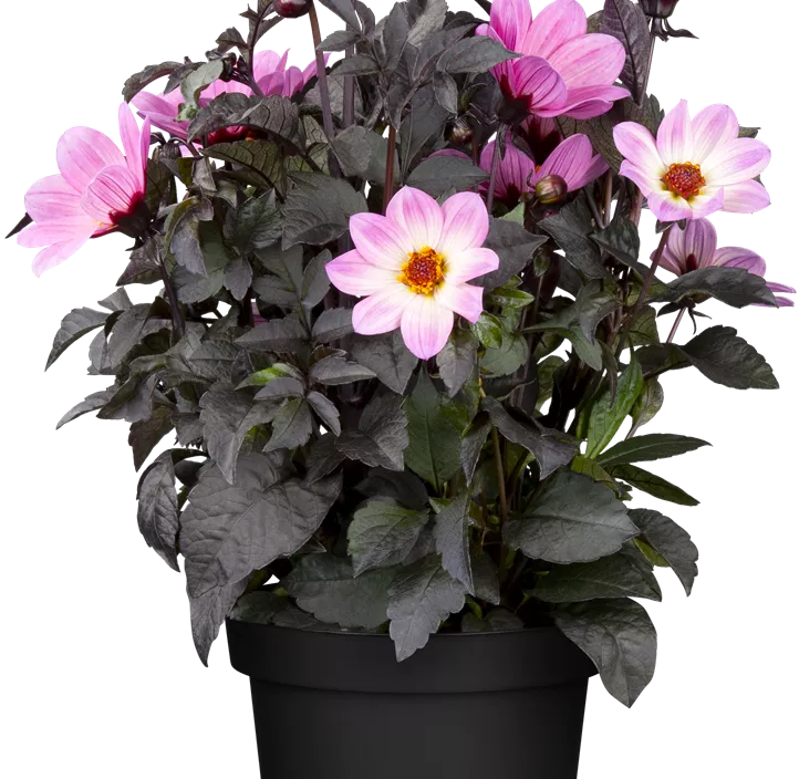 Einfach blühende Dahlie 'Happy Days Cream' Einfach blühende Dahlie 'Happy Days Cream'