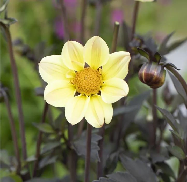 Einfach blühende Dahlie 'Happy Days Cream' Einfach blühende Dahlie 'Happy Days Cream'