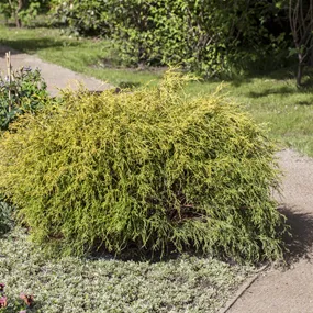 Chamaecyparis pisifera 'Filifera Aurea'