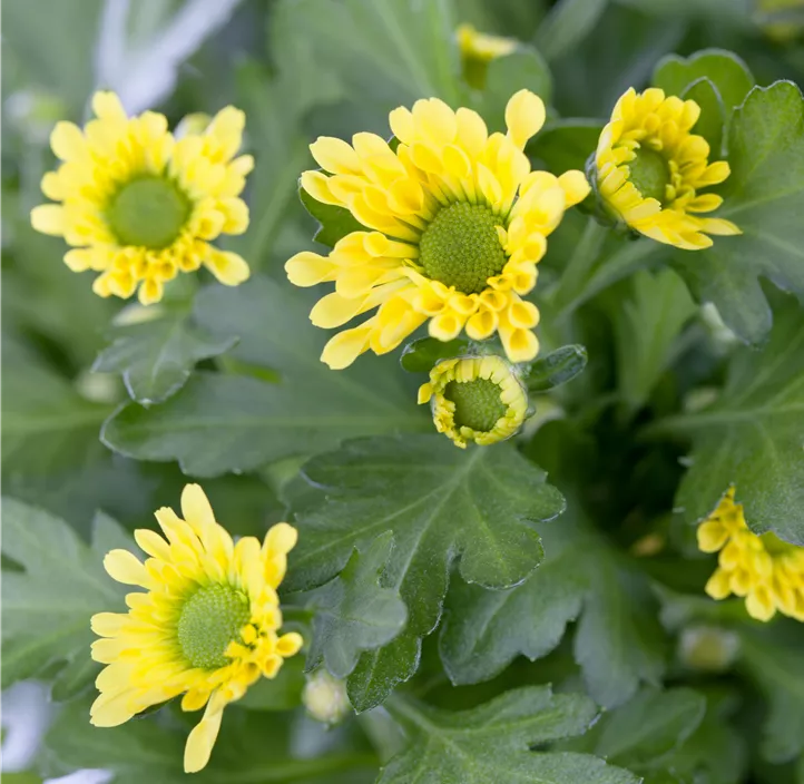 Chrysantheme 'Splash Treasure'
