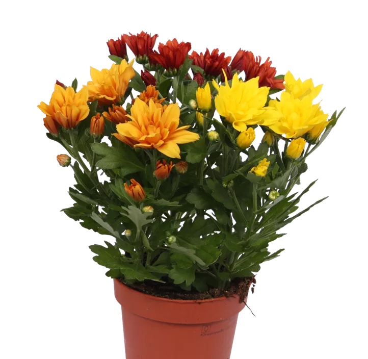Chrysantheme Chrysantheme