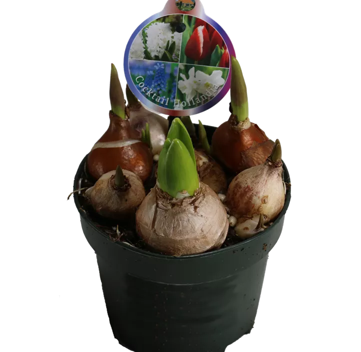 Zwiebel Cocktail Hollandia Zwiebel Cocktail Hollandia